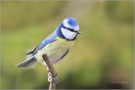 <p>SÝKORA MODŘINKA (Cyanistes caeruleus)</p>